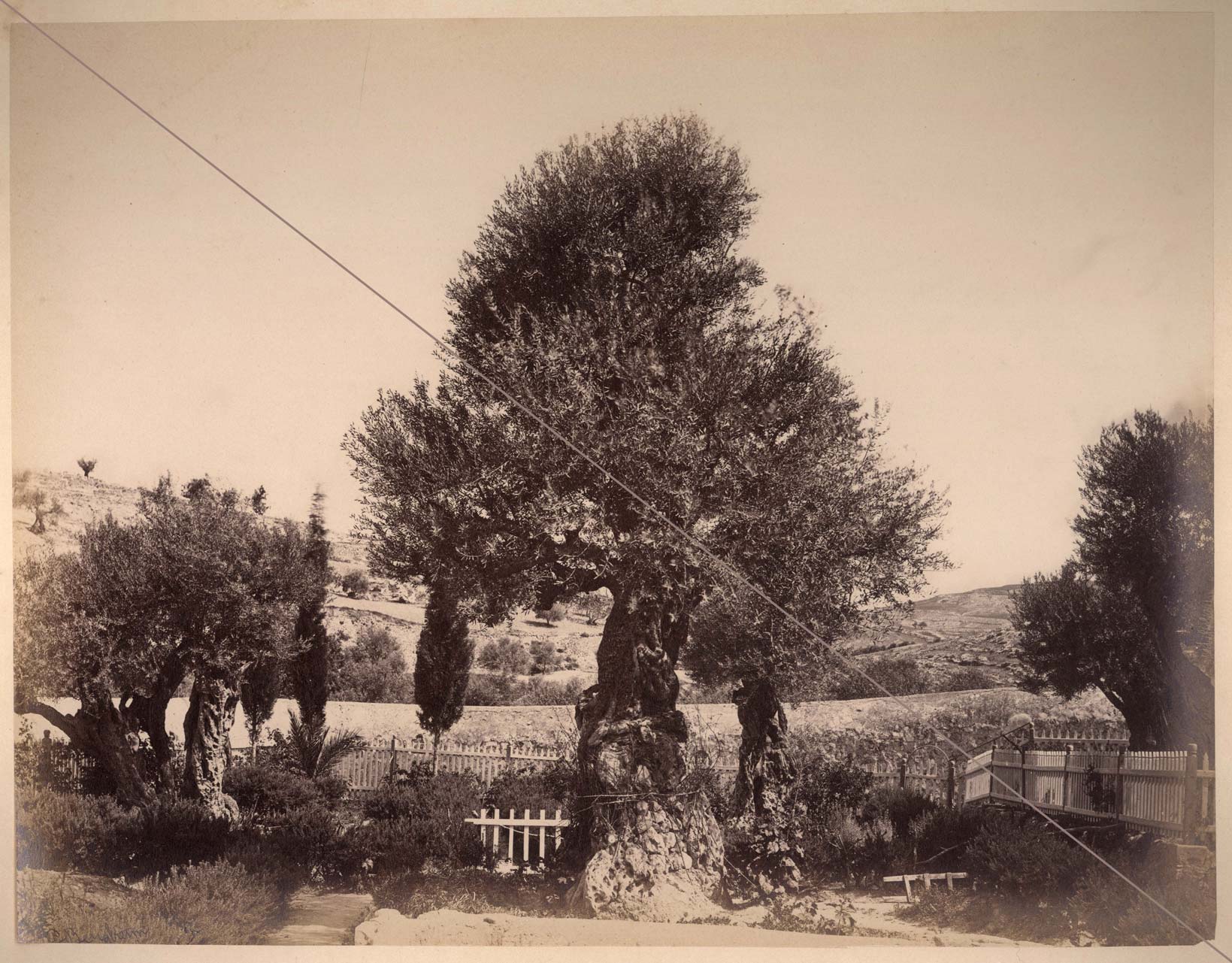 bergheim025.jpg - Tree of Agony